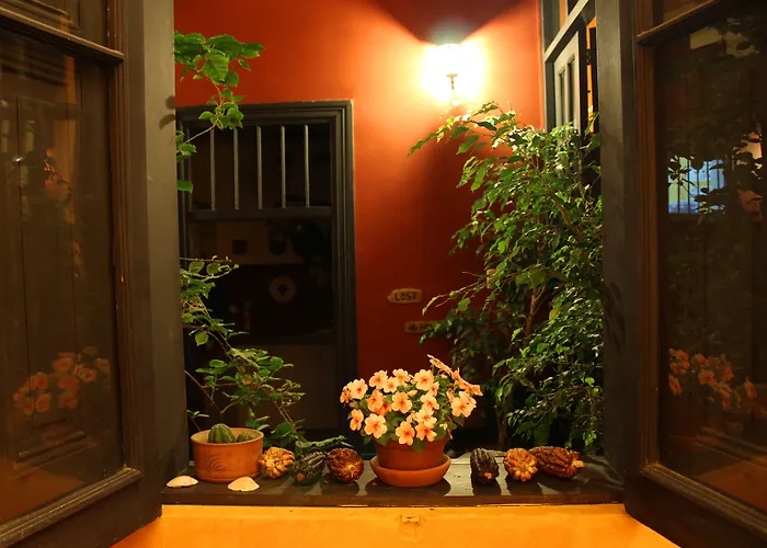 Kaclla, The Healing Dog Hostel Lima